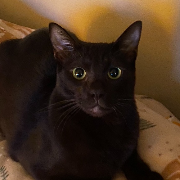 Meet your Posher, Jennifer - Picture 3 of 4